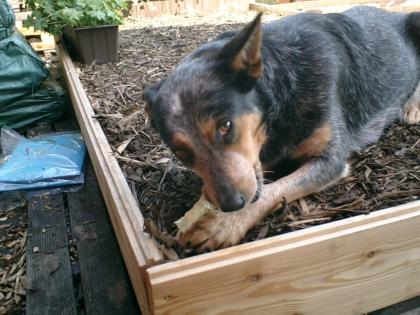 Australian Cattle Dog Hündin 3 Jahre alt ruhiges Wesen und nicht überdreht