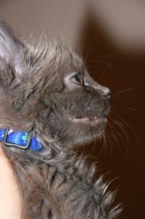 MaineCoon Kitten