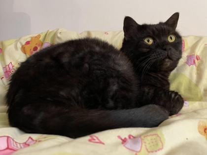 JOJO - europäische Hauskatze - 10 Jahre - Tierhilfe-Franken e. V.