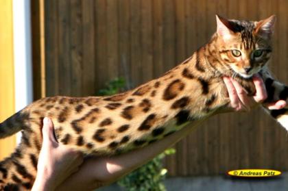 Extrem anhängliche Bengalkatzen Bengalen der neuen Generation mit großen Rosett