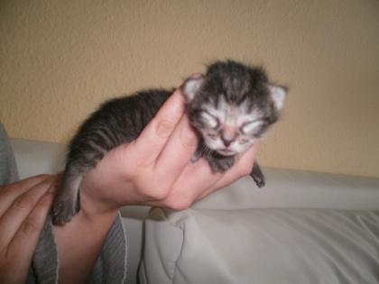 Süße Siam Mix Kitten abzugeben geb. 18. 07. 2022