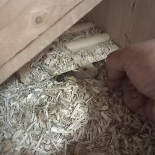 Zwerghamster 5 und 8 Wochen zu verschenken