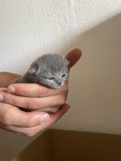 Britisch Kurzhaar Kitten BKH