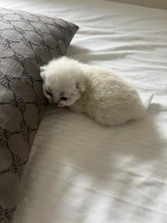 Bkh Blue Point Scottish fold