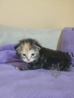 Wundervolle Maine Coon Kitten