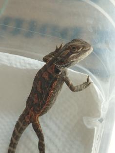 Bartagame Babys brauchen schnell ein neues Zuhause
