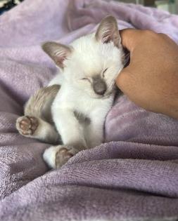 Siam Katze 3 Monate alt
