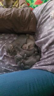 BKH Baby Kitten aus Nürnberg
