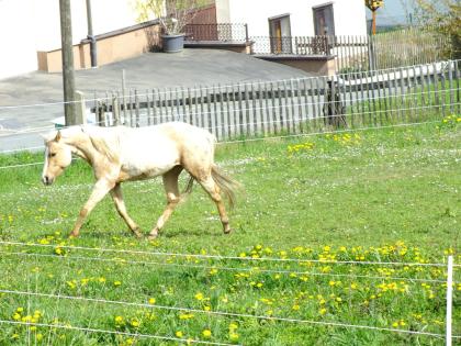 American Paint Horse Stute 06/2020 Palomino