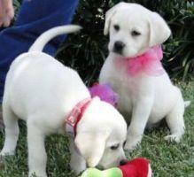 Labrador Welpen männlich weiblich