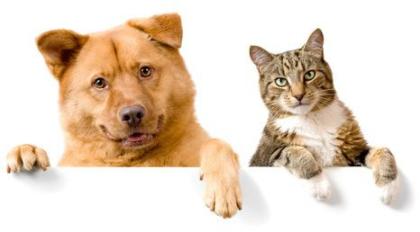 Online Shop für Hundefutter Katzenfutter Ergänzungsmittel und Tierbedarf