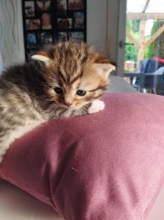 BKH Mix Kitten Preis gilt pro