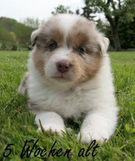 Reinrassiger Australian Shepherd Welpe red-merle weiblich