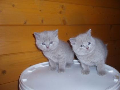 Napur Katzenfutter von Jamgam