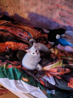 Kleinen weißen Kater