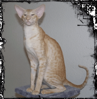 OKH Kitten