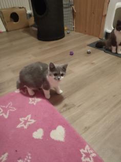 BKH Babykater blau/ weiß