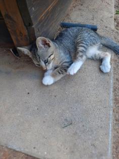 Katzenwelpen Kitten Kätzchen