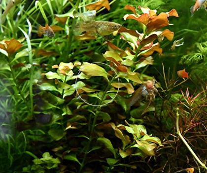 Bunte Ludwigie Mesakana Wasserpflanzen Versand