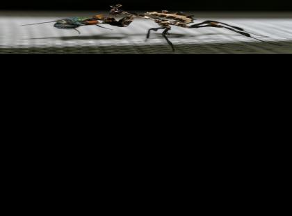 Idolomantis diabolica