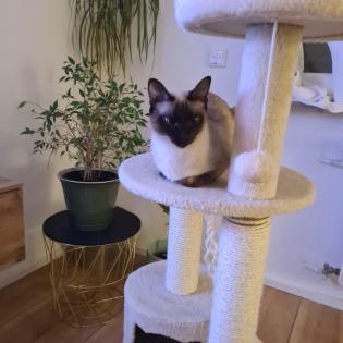 Siam Seal-Point Kitten