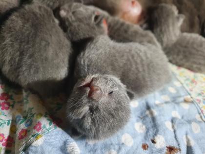 Russisch blau Kitten Kater ab Mitte Juni zur Abgabe