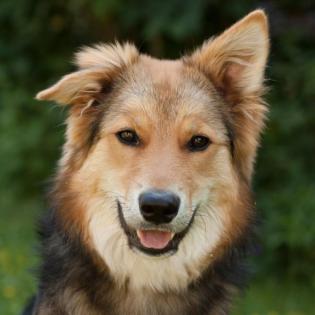 JAIM - Collie-Mix - 9 Monate - Tierhilfe-Franken e. V.