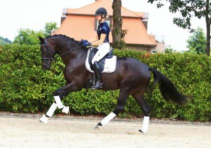 Eye-Catcher. Leicht zu reiten liebenswert
