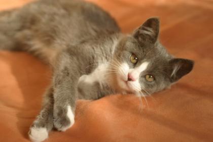 Kleine Katze als Zweitkatze Gesucht