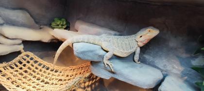 Terrarium mit Bartagamen Päarchen Premium Eigenbau eyecatcher