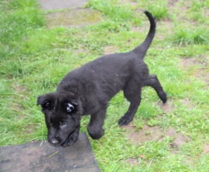 Onyx Rüde Welpe Altdeutscher Schäferhund DDR Linien
