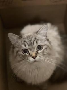 Deckkater Fury - Reinrassiger Dtsch Langhaar/German Angora sucht Damen