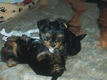 Yorkshireterrier Welpen Spaltbiewer