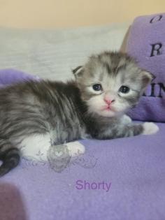 Wundervolle Maine Coon Kitten