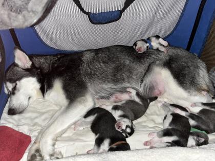 Sibirien Husky Welpen