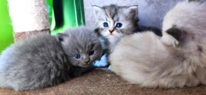 BKH und BLH Kitten suchen liebevolles Zuhause
