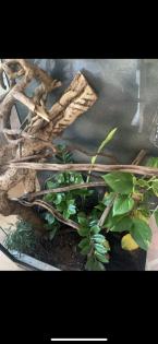 Terrarium für Echsen Chamäleon etc