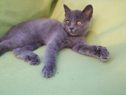 Vier kleine Katzen / Kätzchen / Kitten