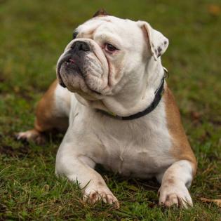 SUGAR-BABY - charmante Englische Bulldogge - 7 Jahre - Tierhilfe-Franken e. V.