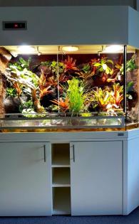 Paludarium / Terrarium für Pfeilgiftfrösche Dendrobaten