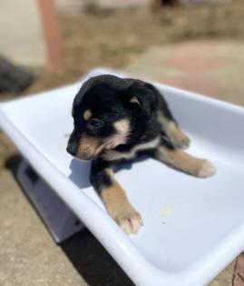 Santana sucht ein passendes Zuhause