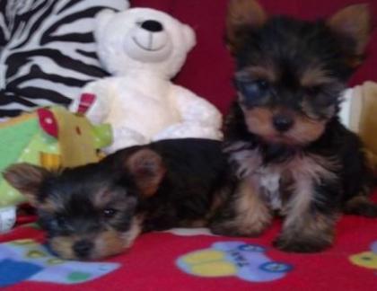 Yorkshire Terrier/ Yorki welpen