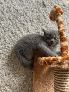 Britisch Kurzhaar Kitten BKH