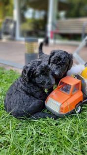 Goldendoodle F1B Welpen