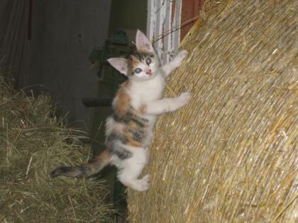 Katzenbaby abzugeben