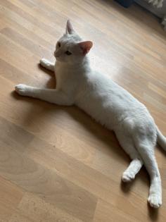 Van Katze/ Maincoon Kater