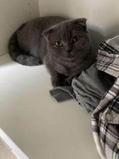 Scottish fold Dame 11 Monate alt abzugeben