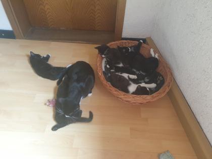 Katzen Kinder Kitten