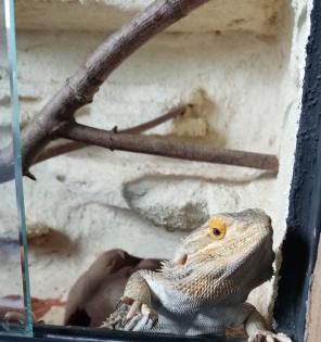 Bartagamenmännchen inkl. Terrarium Beleuchtung und Zubehör abzugeben