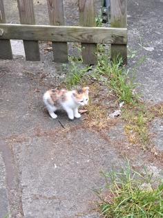 Süsse Katzenkitten Suchen neuen Dosenöffner